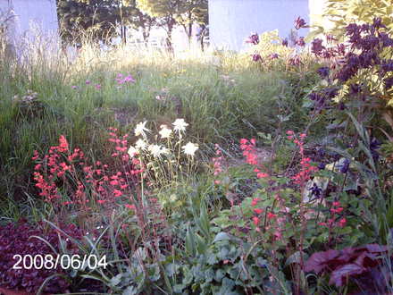 June evening (Heuchera)