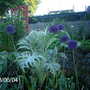 Allium hollandicum