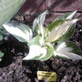 hosta 'fire and ice'