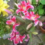 Pams_pics_021
