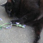 Cat nip 