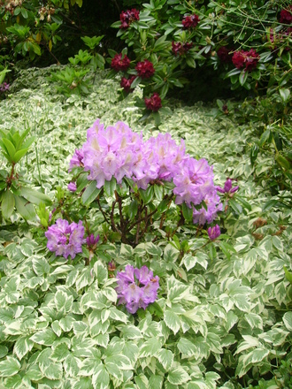 pale purple rhodie in bishop's weed (rhododendron)