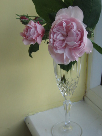 GOOD YEAR FOR THE ROSES
