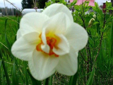 Daffodil