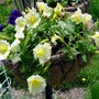 Baby_duck_yellow_petunia