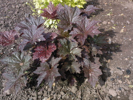 heuchera 'palace purple' (Heuchera micrantha (Coral flower))