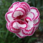 Dianthus 'Gran's Favourite'