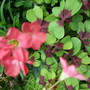 Oxalis 'Iron Cross' (Oxalis 'Iron Cross')