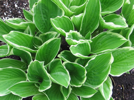 hosta undulata (Hosta undulata)