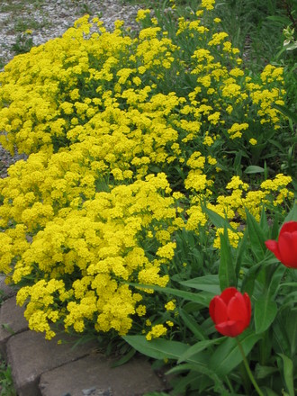 alyssum (Aurinia saxatilis (Alyssum Gold Ball))