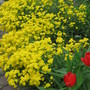 Aurinia saxatilis (Alyssum Gold Ball)