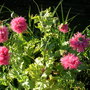 Papaver somniferum var.paeoniiflorum