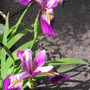 Iris sibirica
