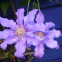 unknown clematis (clematis)