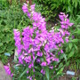 Penstemon_1