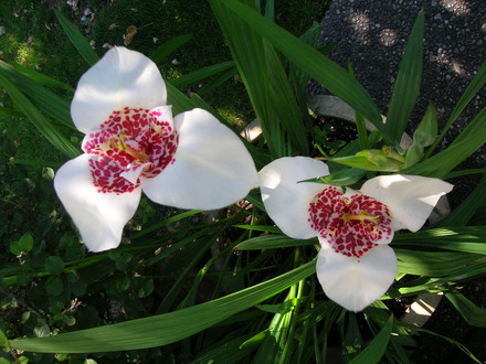 Tigridia pavonia