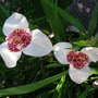 Tigridia pavonia