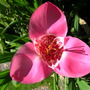 Tigridia_1