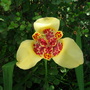 Tigridia Pavonia