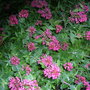 Centranthus ruber ( red valerian )