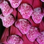 Foxgloves_close_up
