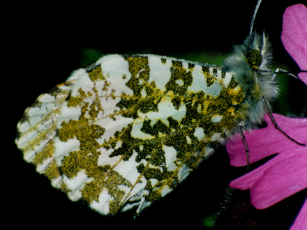 Orange Tip butterfly on Red Campion.