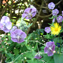 Geranium phaeum 'Rise Top Lilac' (Geranium phaeum 'Rise Top Lilac')
