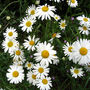 Ox-eye daisies