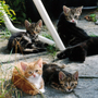 Kittens_on_the_terrace