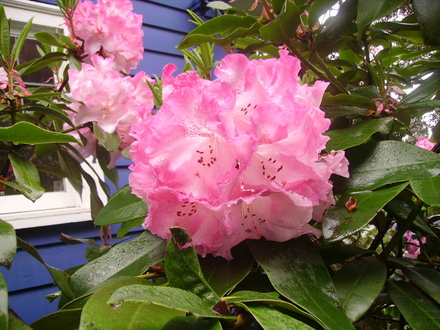 rhododendron strawberry sundae again (rhododendron)