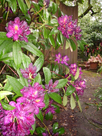 dark purple rhodie again (rhododendron)