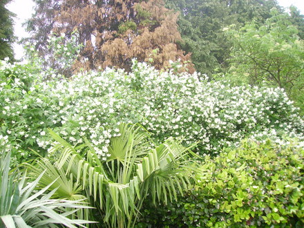 mock orange (Philadelphus lewisii (Mock Orange))