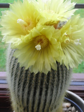 Nonocactus Leninhausii (Notocactus Leninhausii)