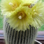 Notocactus_leninhousii