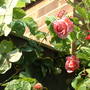 June_5th_2008_003