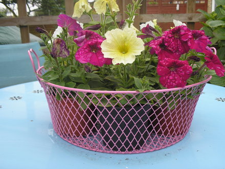 A garden flower photo