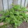 Tansy...creeping under the fence. Tanacetum vulgare (Tanacetum vulgare)