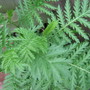 Tansy leaves...aren't they lovely? (Tanacetum vulgare)