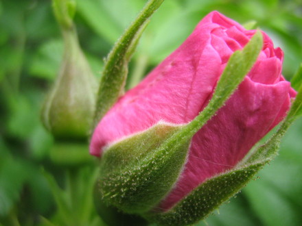R.Therese Bugnet...budded.