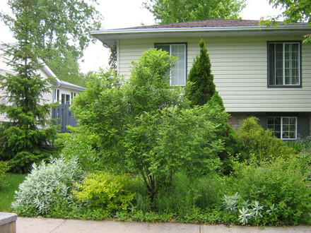 It's hard to see the buds at this distance but this lovely big bush is covered...Rosa, Therese Bugnet