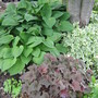 Heuchera 'palace purple', Hosta sieboldiana, Aegopodium podagraria