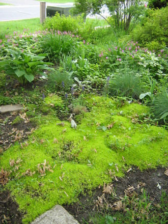 Irish moss...transplanted some to the back garden this week.. (Sagina subulata)