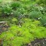 Irish moss...transplanted some to the back garden this week.. (Sagina subulata)