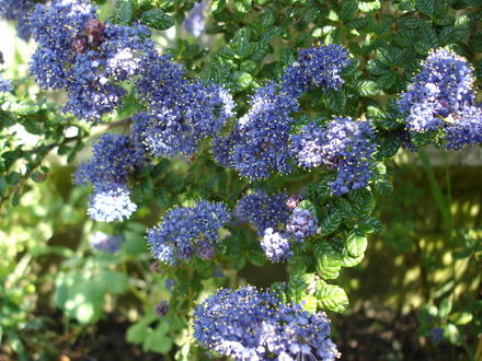 A garden flower photo (Ceanothus)