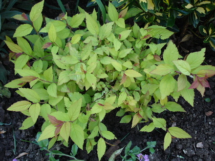 A garden flower photo (Spiraea japonica (Japanese Spiraea))