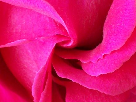 My Red Rose Close Up
