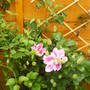clematis.jpg