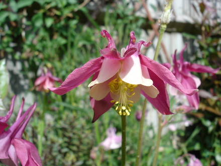 A garden flower photo (Aquilegia)