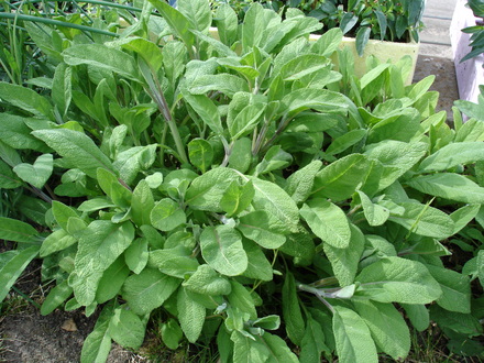 A garden flower photo (Salvia offiicinalis)
