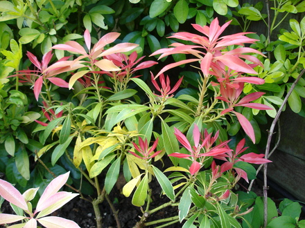 A garden flower photo (Pieris)